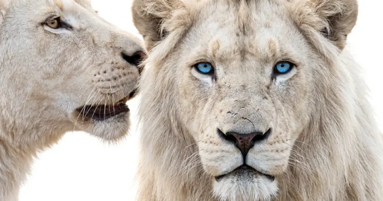 Why You Can't Trust Your Own Thoughts (And What To Do About It)