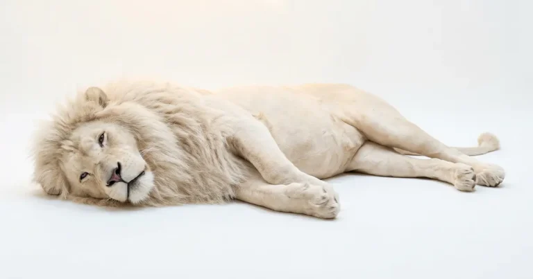 Why Your Brain Resists Changing Beliefs (Even When You're Wrong)